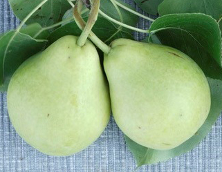 john pears