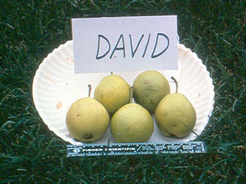 david pears