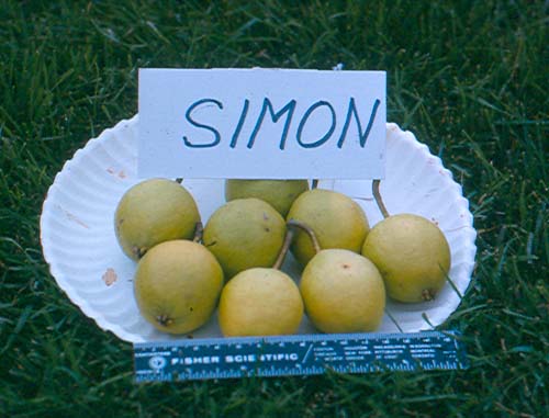 simon pears